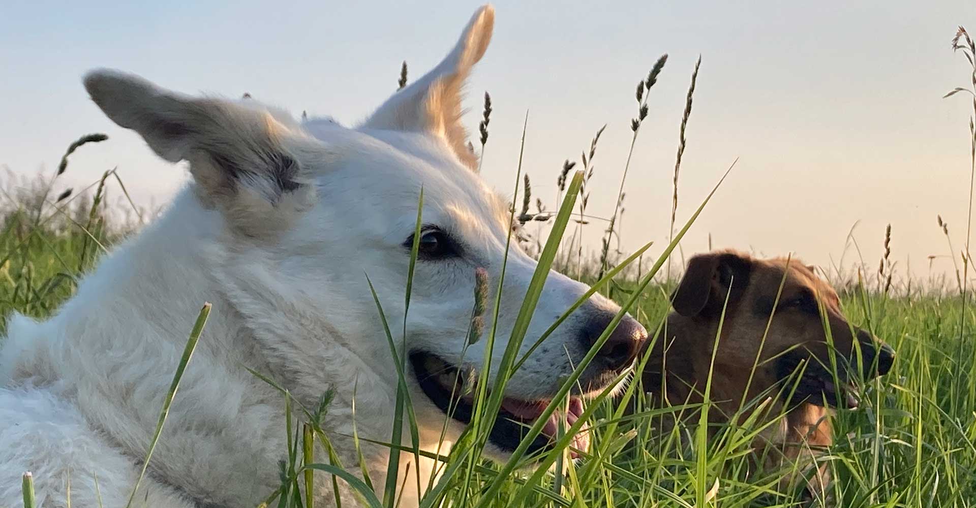 Online Webinar Hundegesundheit Dog Human Walk Hundepsychologie Hundeschule Rheinland Pfalz Bitburg Trier Wittlich