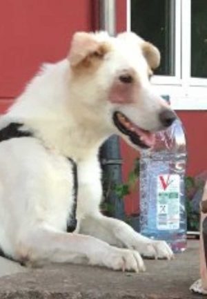 Online Webinar Hundegesundheit und Angsthunde verstehen Angsthund Welpe ein Tierschutzhund gerettet aus schlechter Haltung in Bulgarien Dog Human Walk Hundepsychologie Tierheilpraxis Hundeschule Rheinland Pfalz Bitburg Trier Luxemburg
