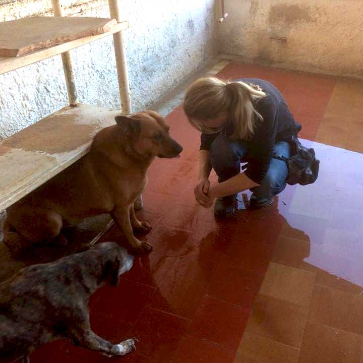 Die Psychologie des Hundes – Dein Schlüssel zu einem harmonischen Miteinander