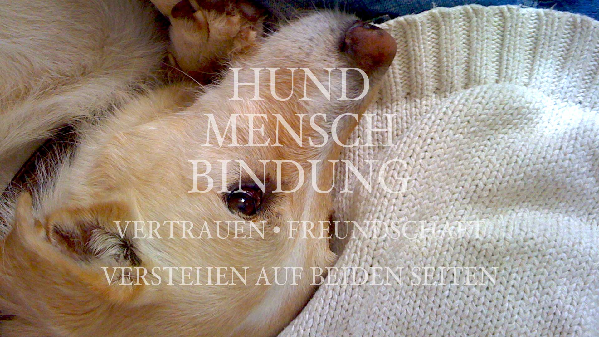 Aufbau Hund-Mensch-Beziehung