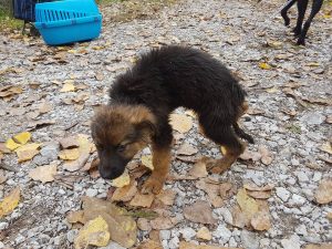 Angsthund Welpe ein Tierschutzhund gerettet aus schlechter Haltung in Bulgarien Dog Human Walk Hundepsychologie Tierheilpraxis Hundeschule Rheinland Pfalz Bitburg Trier Luxemburg