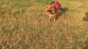 Angsthund freudiger Hund ein Tierschutzhund gerettet aus schlechter Haltung in Bulgarien Dog Human Walk Hundepsychologie Tierheilpraxis Hundeschule Rheinland Pfalz Bitburg Trier Luxemburg