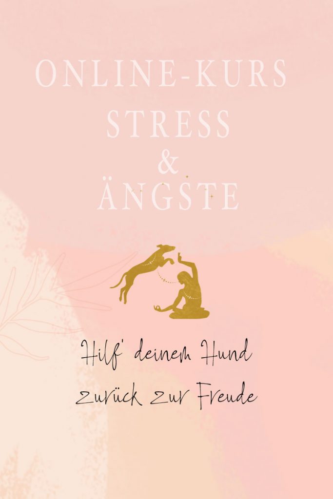 Stress und Ängste beim Hund Onlinekurs Vertrauen und Bindung aufbauen Hundetraining Hundepsychologie Dog Human Walk