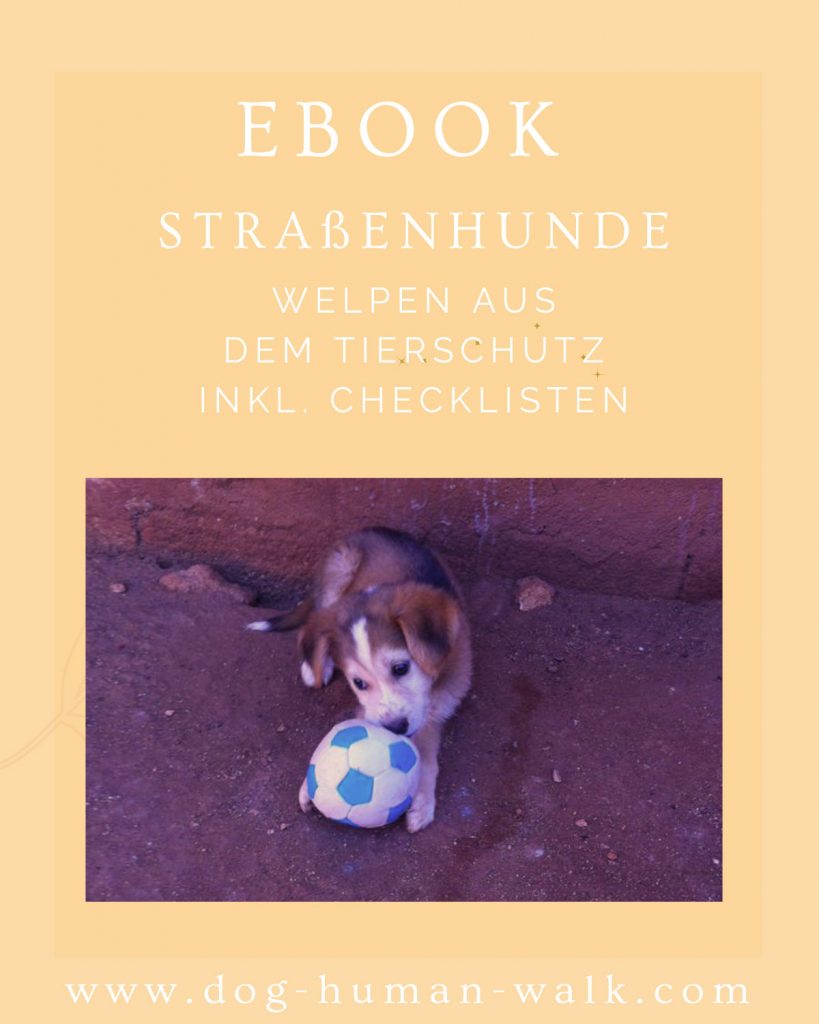 Welpen aus dem Tierschutz Sozialisation Stress bei Welpen Dog Human Walk Bitburg Hundeschule Onlinekurse Hundepsychologie Deutschland Rheinland Pfalz