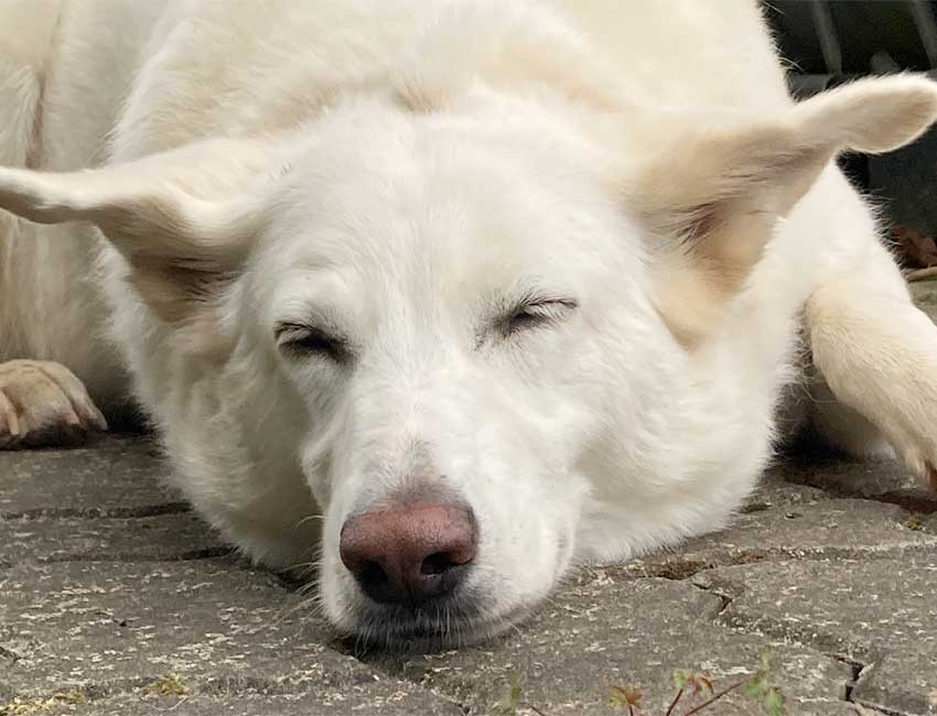 Online Webinar Hundegesundheit und Angsthunde verstehen Angsthund Welpe ein Tierschutzhund gerettet aus schlechter Haltung in Bulgarien Dog Human Walk Hundepsychologie Tierheilpraxis Hundeschule Rheinland Pfalz Bitburg Trier Luxemburg