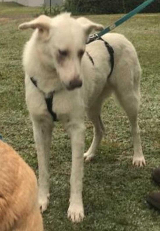 Online Webinar Hundegesundheit und Angsthunde verstehen Angsthund Welpe ein Tierschutzhund gerettet aus schlechter Haltung in Bulgarien Dog Human Walk Hundepsychologie Tierheilpraxis Hundeschule Rheinland Pfalz Bitburg Trier Luxemburg