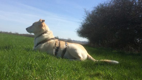 Hundepsychologie Dog Human Walk